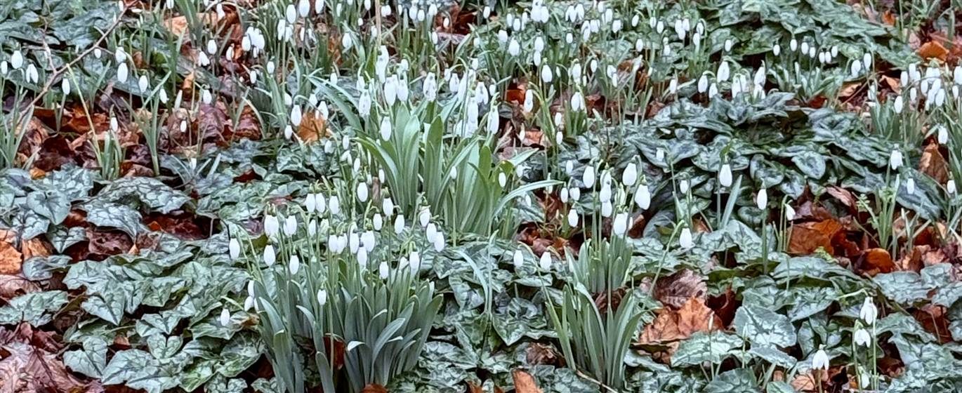 Painswick Snow Drops & Stroud