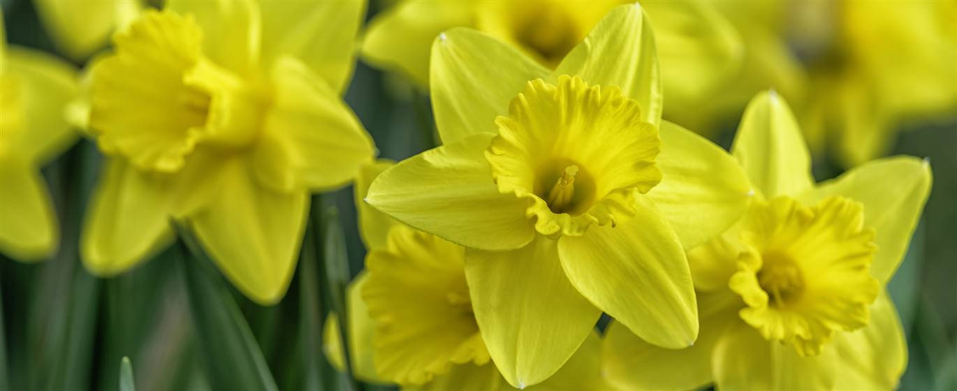 Thriplow Daffodils 2023