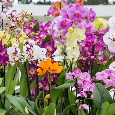 Kew Gardens, Orchid Festival 