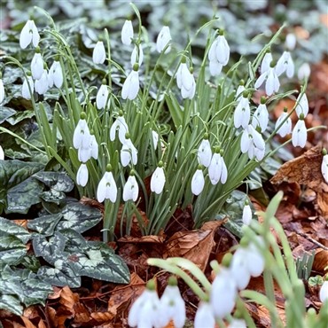 Painswick Snow Drops & Stroud