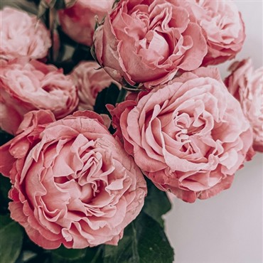 Gardens & Flower Shows